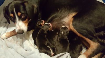 Entlebucher swiss mountain dogs for sale in NM